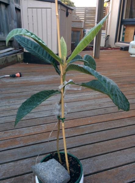 loquat plant (Nagasakiwase, very sweet, 50cm /-)