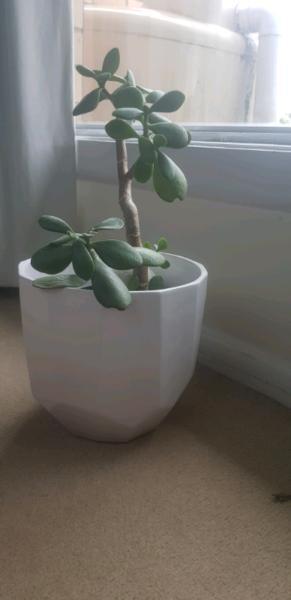 Indoor plant in decorative ceramic pot