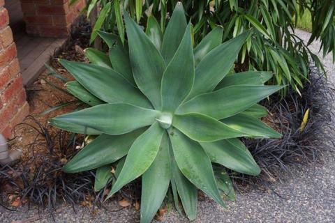 Agave Plants $25