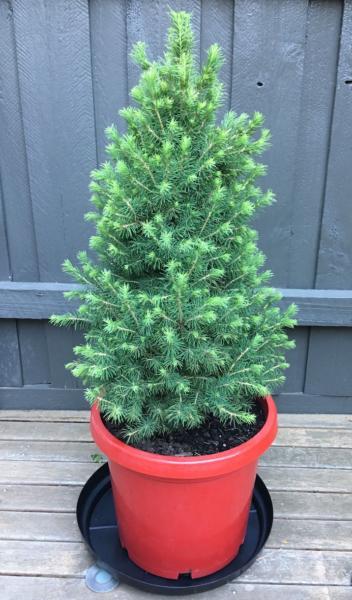 Healthy Potted Christmas Star - Conifer Compact Spruce
