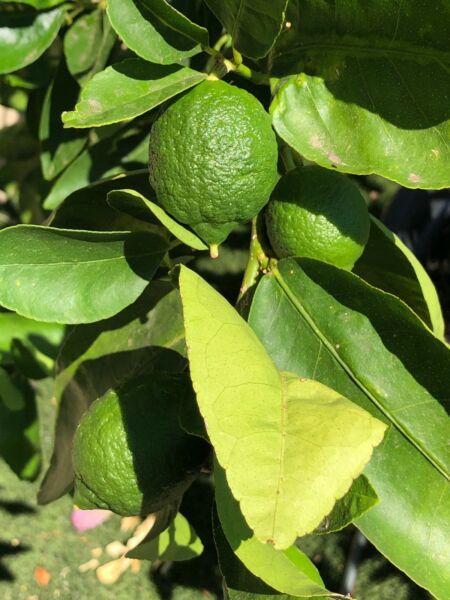 Established Semi Dwarf Tahitian lime tree