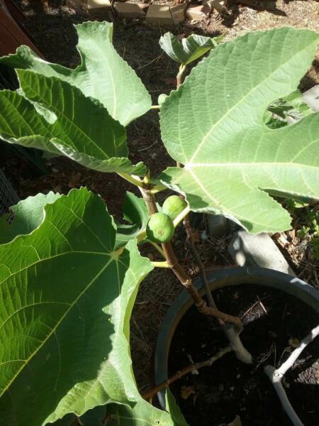 Fig tree /white