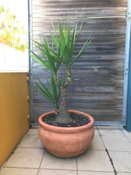 YUCCA in large TERRACOTTA POT