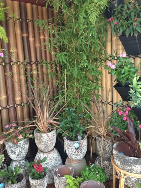 Potted Bamboo 3metres tall lush