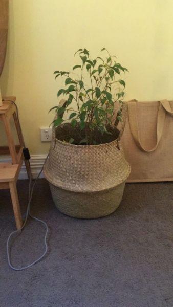 House plant in cane basket