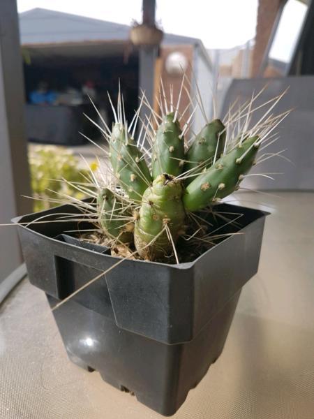 Cylindropuntia sp Cactus