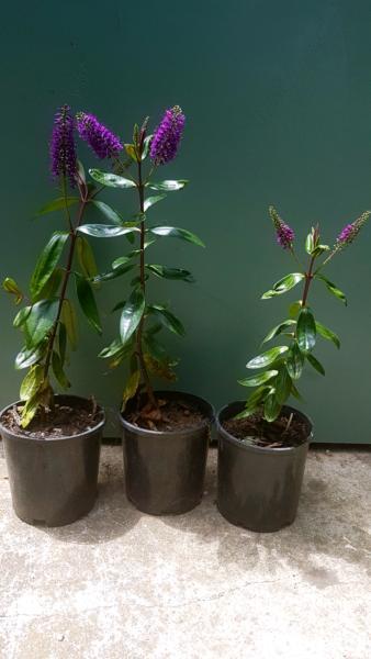 3x purple hebe plants