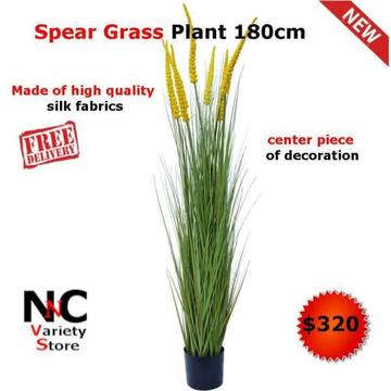 Spear Grass Plant 180cm