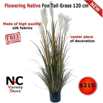 Flowering Native Fox Tail Grass 120 cm