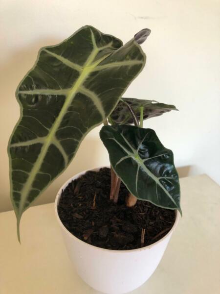 Elephant Ears also known as Alocasia Poly