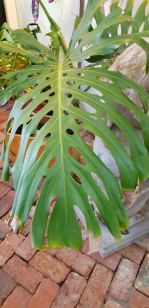 Split Leaf Philodendron Large Monstera