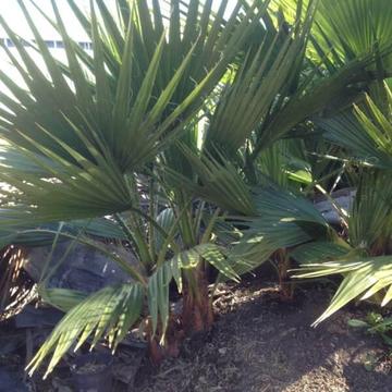 Mexican Cotton Fan Palm (Washingtonia filifera)