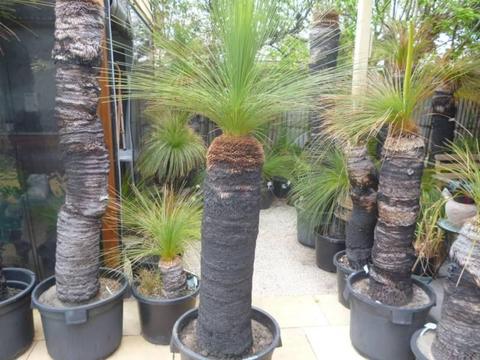 Grass Tree - Feature Plant