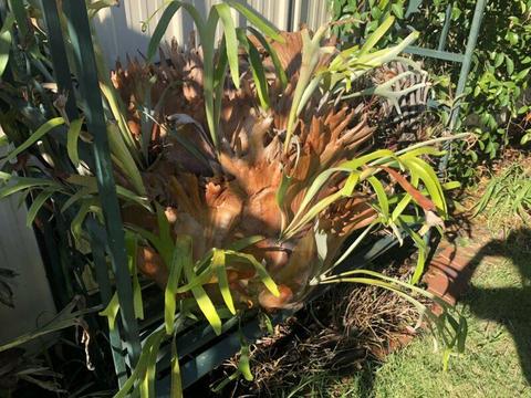 Nice staghorn fern!