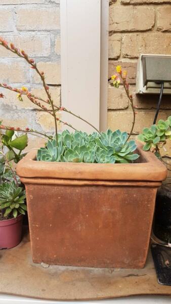 Succulent pot plant