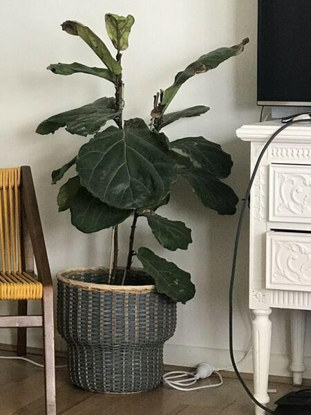 Fiddle lead fig tree - not getting enough love because we travel!!