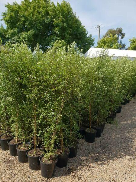 Large Silver Sheen and Nandinas In 250mm Pots Only $25 Each