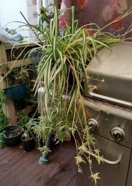 SPIDER PLANT - VERY LARGE