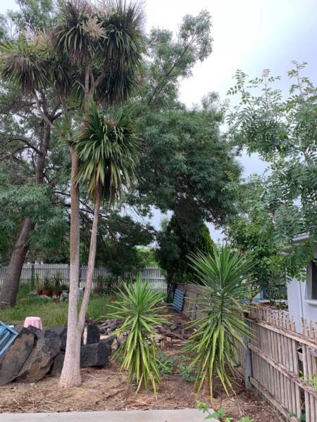 Palm Tree and 2 Yucca Plants Free. Buyer remove. Mt Eliza