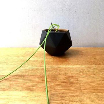 NEW Geometric Pot with Healthy Established Pregnant Onion Indoor Plant