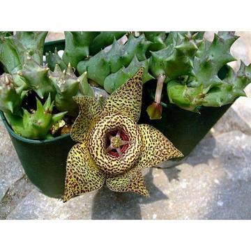 Healthy Established Rare Namaqua Orbea Succulent Pot Plants. Exc Cond