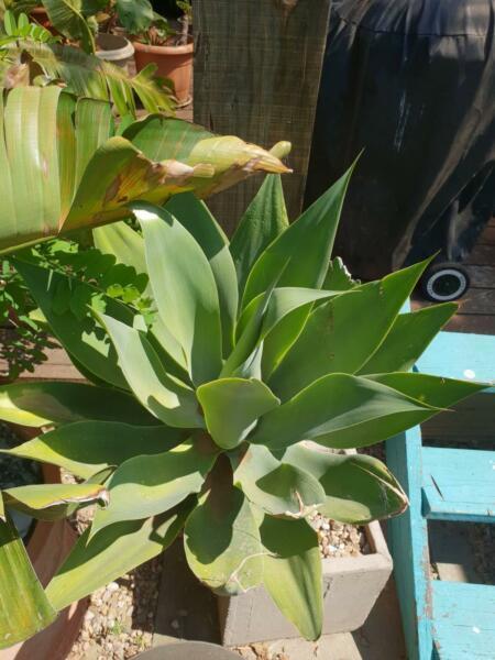Large potted Agave Attenuata plant