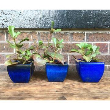 NEW Blue Glazed Pots w Healthy Established Kalanchoe Succulent Plants