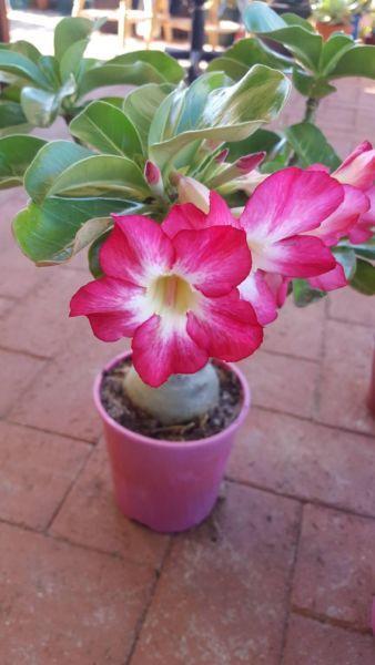 Desert roses for sale in 130mm pots. All have flowers $20 each