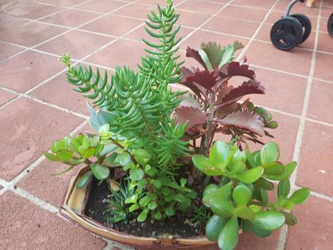 Homegrown mini plants