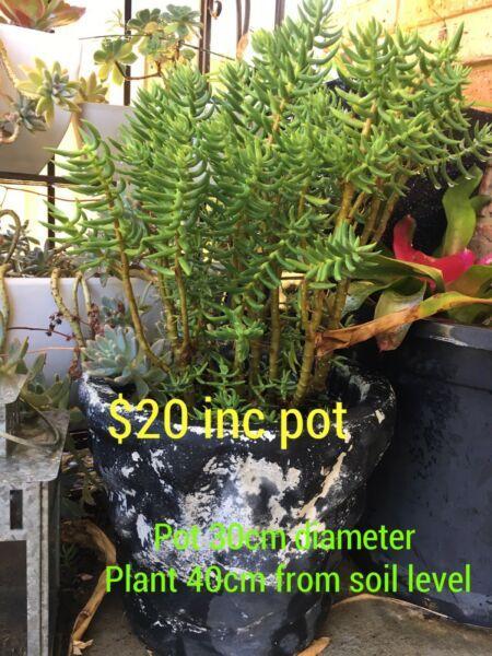 Little pines plant including pot