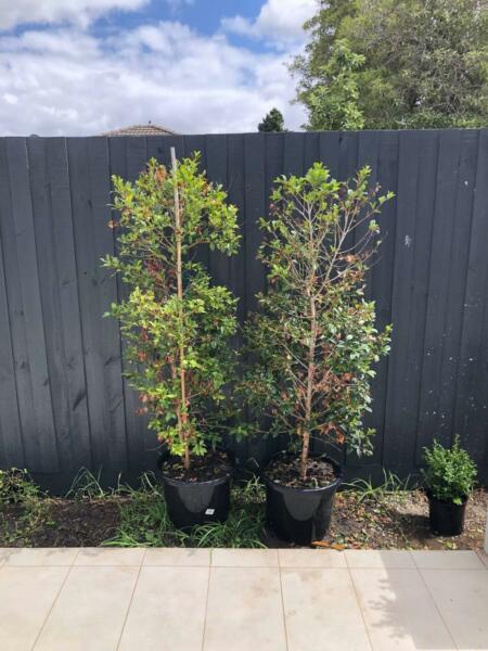 Lilly Pilly - Syzygium Resilience 40cm pot x 2