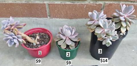Graptoveria Debbi succulent plants - various sizes /prices