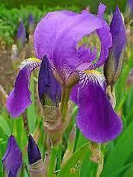 Purple Bearded Iris'