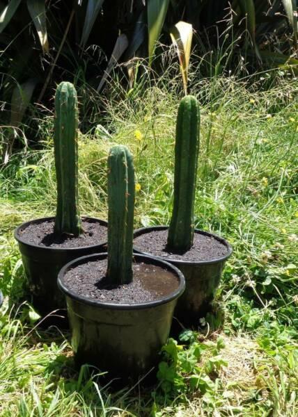 Peruvian Torch and San Pedro cactus