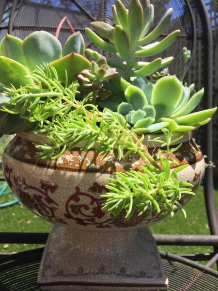 Succulent garden in unique fruit bowl