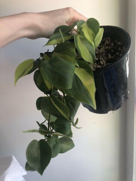 Philodendron Brasil cuttings swap/trade