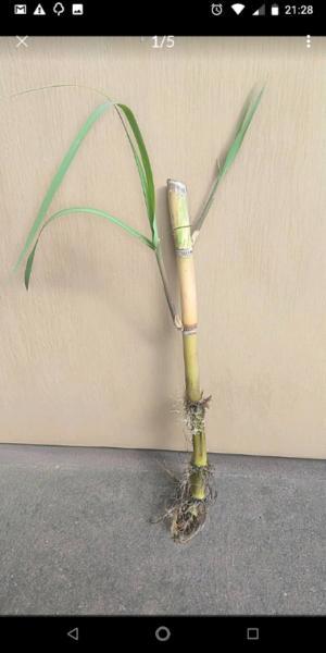 Sugar Cane plant with roots ready for planting