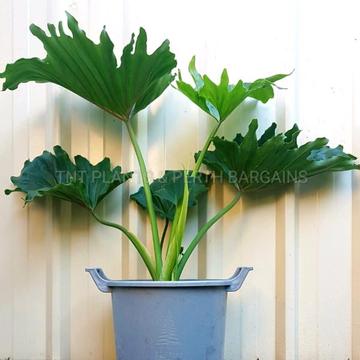 Large Philodendron Selloum Compacta Plants Indoor or Shade
