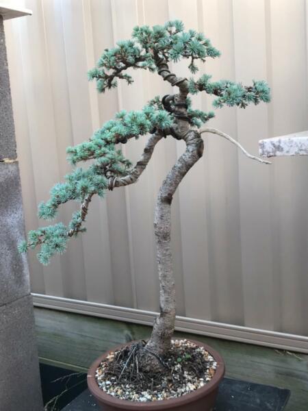 Large old blue cedar bonsai plant