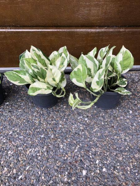 Devils ivy pothos SNOW QUEEN indoor hanging plant epipremnum RARE