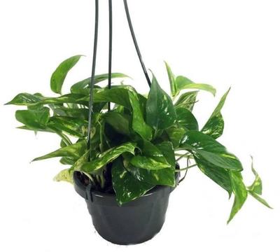 Devils ivy, pothos hanging baskets indoor cascading Plants