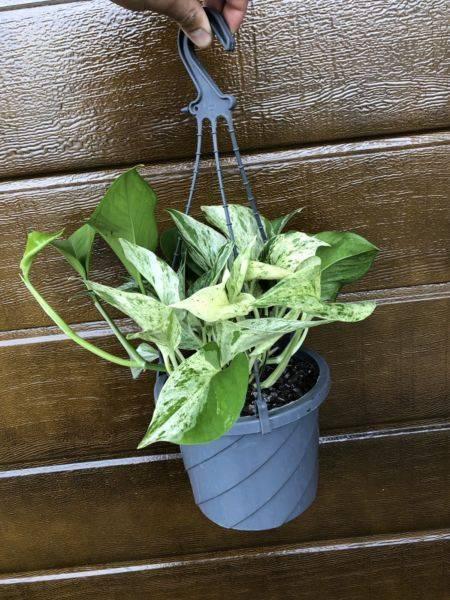 MARBLE Queen Devils ivy, pothos hanging baskets indoor Plant RARE