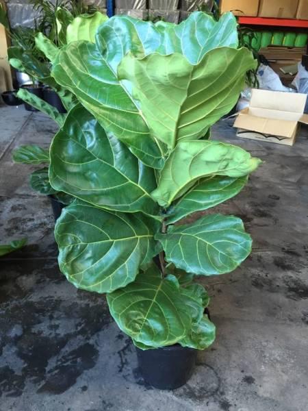 Fiddle Leaf Figs ficus lyrata Indoor Plant 1.1m-1.2m A Stock