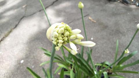 Agapanthus white in flower