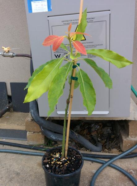 Grafted avocado plant (wurtz, dwarf avocado, more cold tolerant)