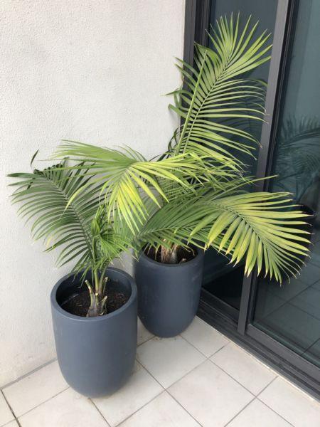 Palm trees in pot