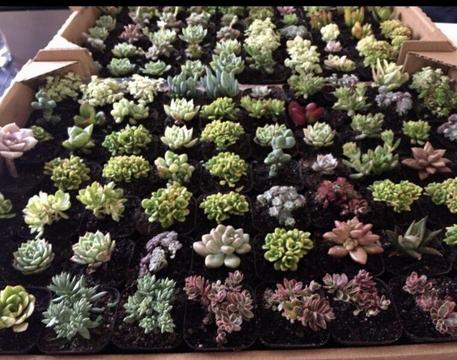 Succulent for wedding gifts or small gift / 50mm / $1 each