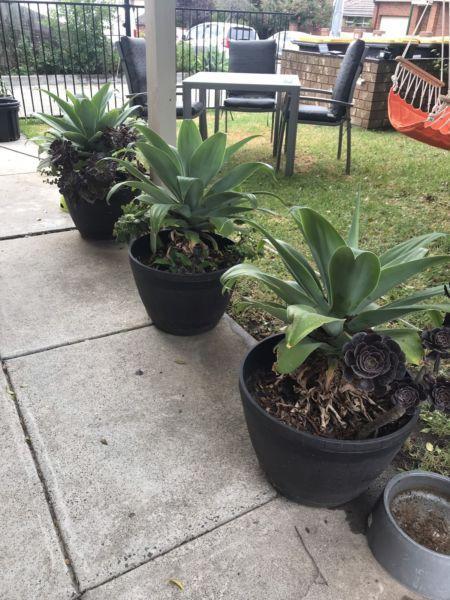 Wanted: Plants - Agave (with succulents)