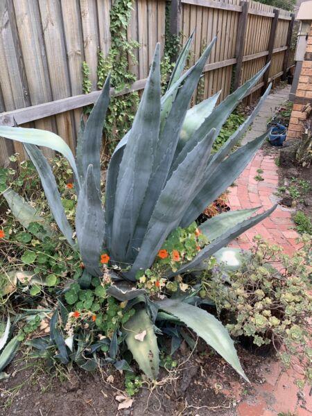 Large Agave Americana (Century Plant) for sale with 20-40 pups!