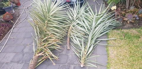 XL Variegated yucca cuttings
